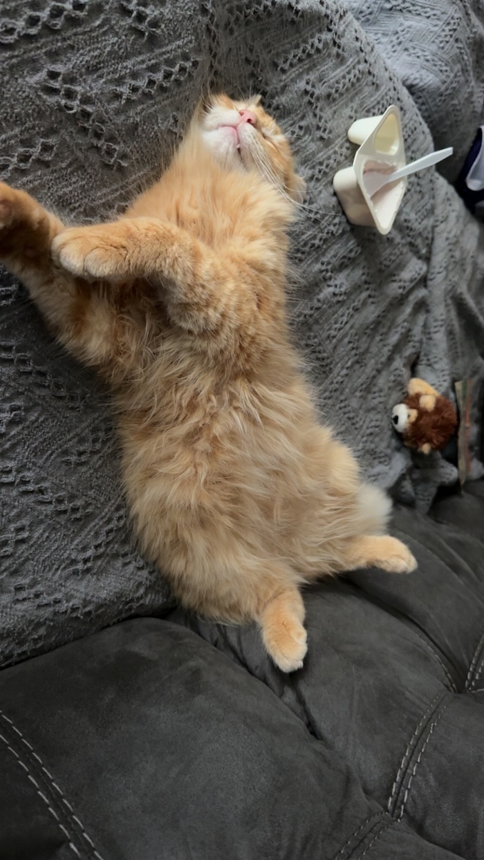 Stray cat that became my baby